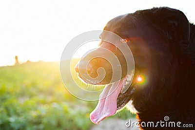 Backlighitng of big black mastiff against the sunset. Golden Hour. Stock Photo