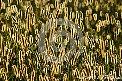 Backlight foxtail meadow Stock Photo
