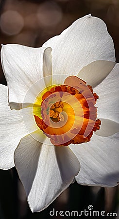 Backlighted daffodil with white petals and dark orange center Stock Photo