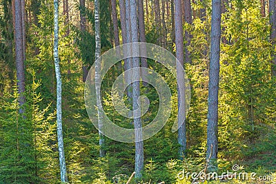 Backlighted forest Stock Photo
