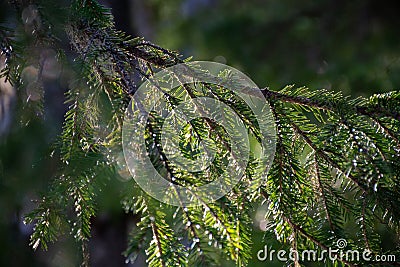 Backlighted spruce branch with sun rays in Norway Stock Photo