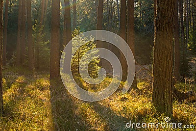 Backlighted spruce in pine forest Stock Photo