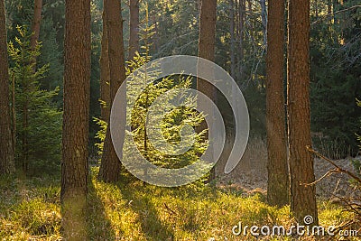 Backlighted spruce in pine forest Stock Photo