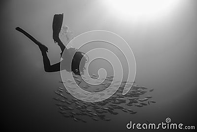 Backlighting of diver with a group of fish Stock Photo