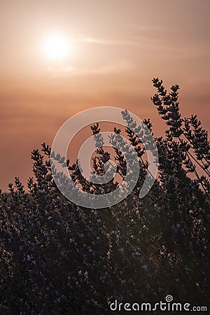 backlighting of lavender flowers at sunset on a hot summer day, torrid heat, high temperatures Stock Photo