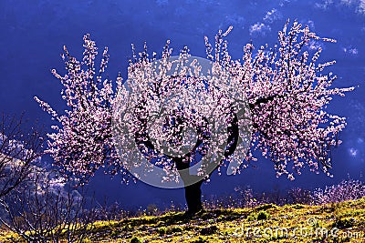 Backlit Almond Blossom Stock Photo