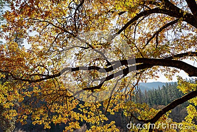 Backlit autumn leaves Stock Photo