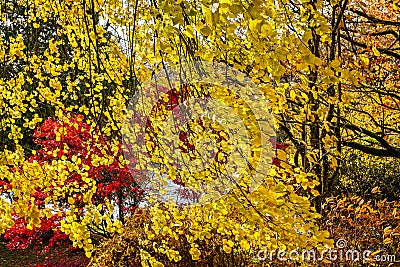 Backlit autumn leaves of golden yellows, orange, reds and brown Stock Photo