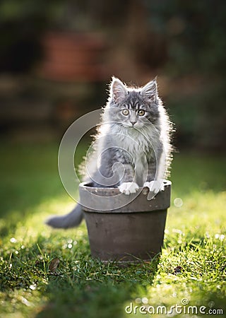 Maine coon kitten in plant pot Stock Photo