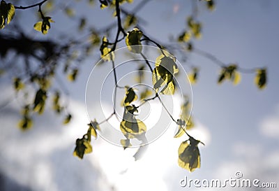 Backlit branches and leaves of a tree. Environment, nature and springtime or summer concept Stock Photo