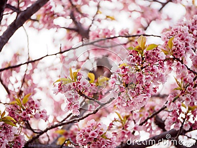 Backlit branches of pink Sakura flowers, Nagoya, Japan Stock Photo