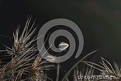 Backlit bunny tail grass, Lagurus ovatus, New Zealand wild plant in natural outdoor environment. Piha Beach, Auckland Stock Photo