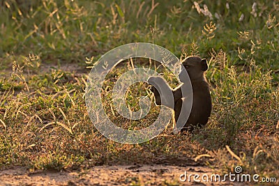 BACKLIT CHACMA BABOON 09 Stock Photo