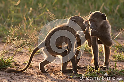 BACKLIT CHACMA BABOON 01 Stock Photo