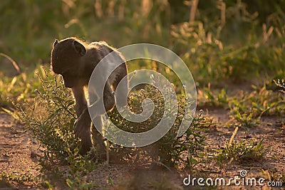 BACKLIT CHACMA BABOON 02 Stock Photo