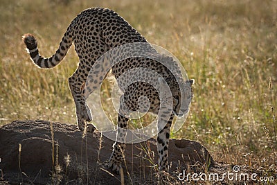 Backlit cheetah climbing down from termite mound Stock Photo