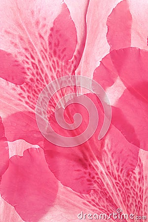 Backlit close up of pink azalea flower petals Stock Photo