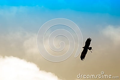 Backlit eagle Stock Photo
