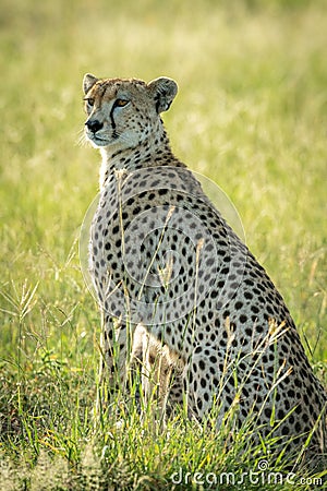 Backlit female cheetah sits in tall grass Stock Photo