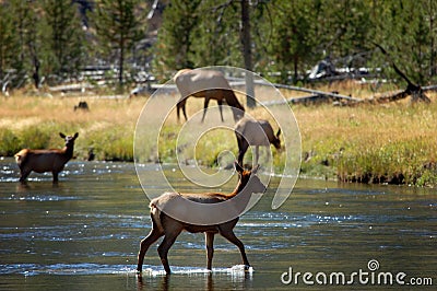 Backlit Female Elk Crossing Stream #2 Stock Photo