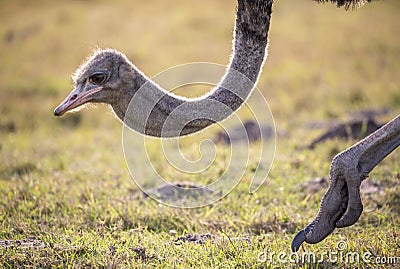 Backlit Female Ostrich Stock Photo