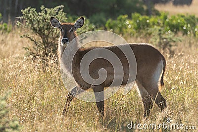 Backlit female waterbuck crosses grass in sunshine Stock Photo