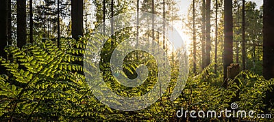 Backlit fern in the forest Stock Photo