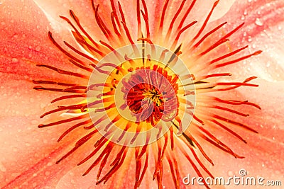 Backlit flower Clematis, Nelly Moser Stock Photo