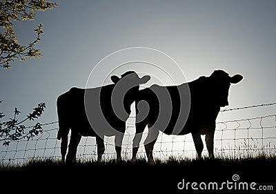 Backlit freisian cattle Stock Photo