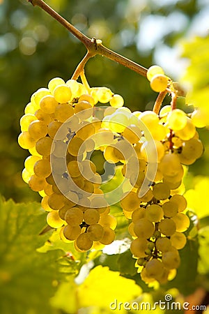 Backlit grapevine Stock Photo