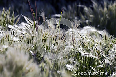 Backlit grasses Stock Photo