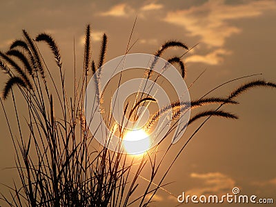 Backlit Grasses Stock Photo