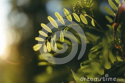 Backlit green leaves on a bright sunset on a nature abstract background Stock Photo