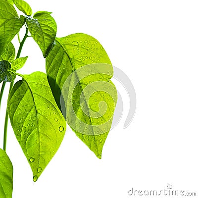 Backlit green leaves with water drops on white background Stock Photo