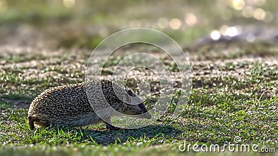 Backlit hedgehog walking on short grass Stock Photo