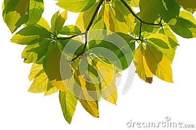Backlit leaves Stock Photo
