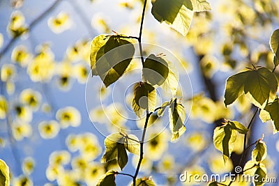 Backlit Leaves 1 Stock Photo