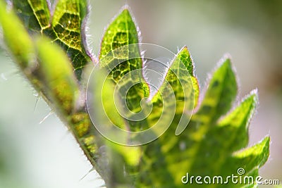 Backlit macro close-up of a stinging nettle (Urtica dioica). Stock Photo