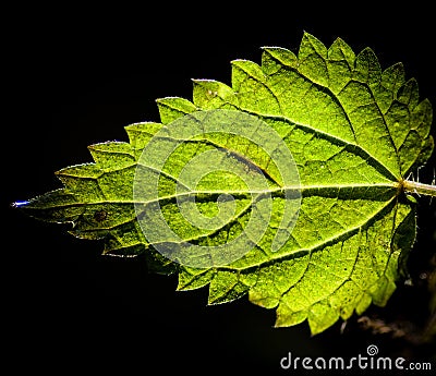 Backlit nettle leaf Stock Photo