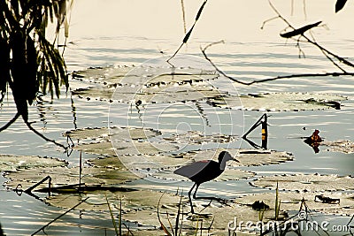 Backlit Northern Jacana Walking on Lily Pads Stock Photo