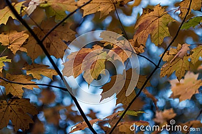 Backlit orange autumn maple leaves against a blue sky Stock Photo