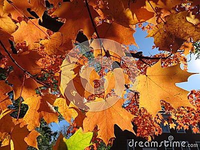 Backlit Orange Leaves in October Stock Photo