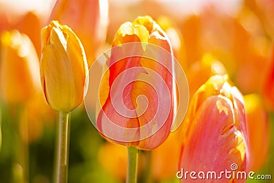 Backlit Orange Pink Tulips Flowers with blurred background Stock Photo