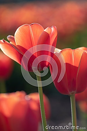 Backlit orange tulips Stock Photo