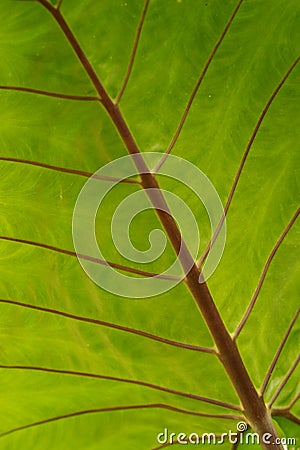 Backlit palm leaf Stock Photo