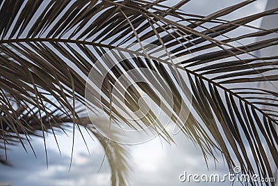 Backlit palm leaf on a summer afternoon Stock Photo