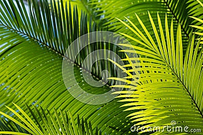 Backlit palm tree leaves Stock Photo