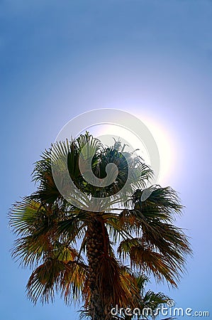 Backlit palm tree Stock Photo