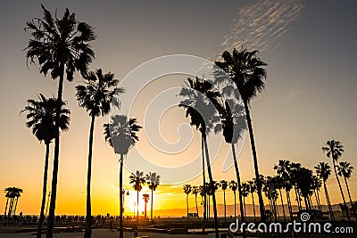 Backlit palm trees at sunset Stock Photo