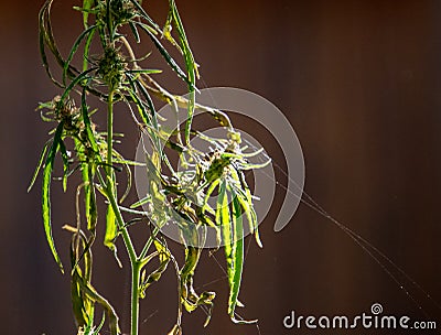 Backlit plant isolated against wood background Stock Photo